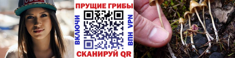 Галлюциногенные грибы прущие грибы  Боготол 